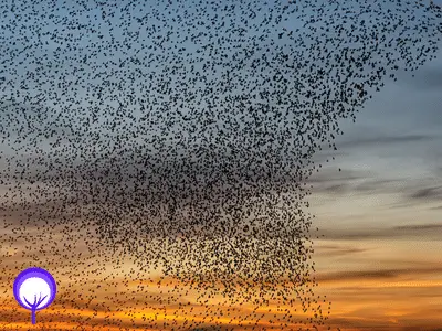 A flock of starlings has a spiritual meaning