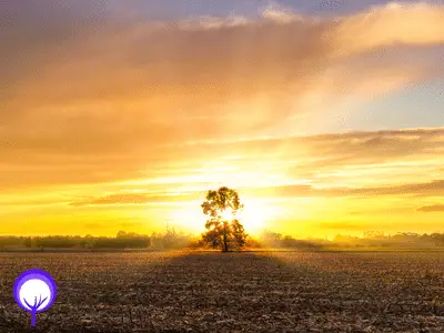 The Tree of Life - A famous example of symbolism and spiritual meaning.