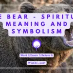 Bear Spiritual Meaning and Symbolism – A Profound Protector