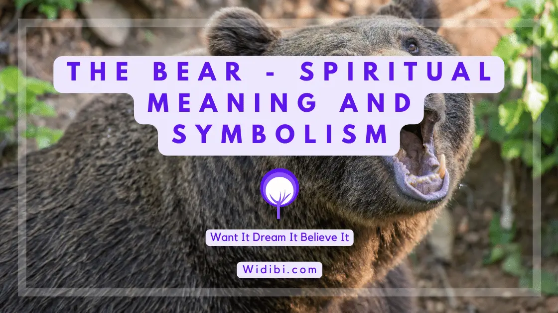 Bear Spiritual Meaning and Symbolism – A Profound Protector