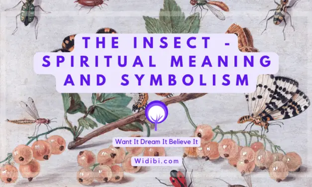 Insect Spiritual Meaning and Symbolism